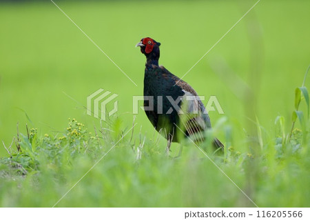 雉雞/日本 116205566
