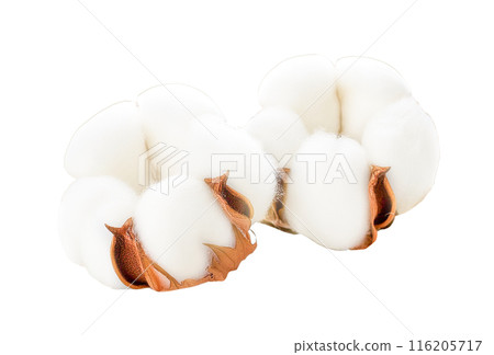 Fluffy cotton flower (transparent background) Fluffy cotton flower (transparent background) 116205717