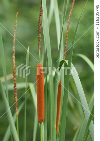 Natural Plants: Typha, a plant of the Typhaceae family. Smaller than the cattail, it grows to a height of about 1.5 to 2 meters. Natural Plants: Typha, a plant of the Typhaceae family. Smaller than the cattail, it grows to a height of about 1.5 to 2 meters. 116205749