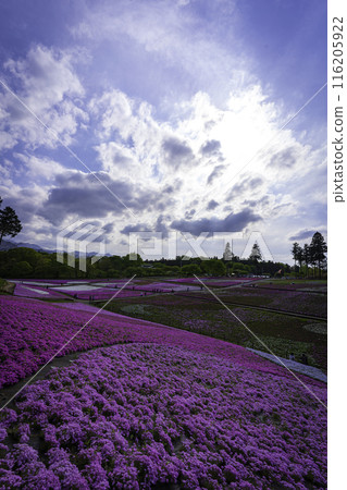 (Saitama Prefecture) Hitsujiyama Park, Moss Phlox Hill 116205922