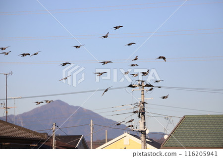 A flock of pigeons flying in the sky above a residential area 116205941