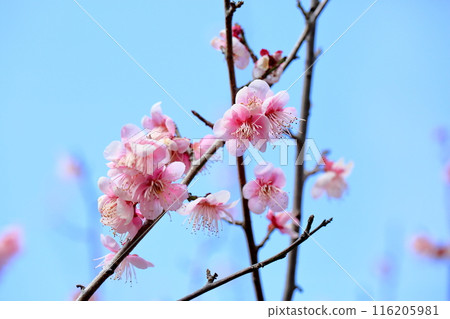 Pink Plum Blossom Hagino 116205981