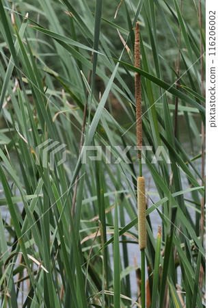 Nature Plants Typha, the flower spike is male on the top and female on the bottom. Young female flowers are yellow-green, and when mature they turn reddish brown. 116206002