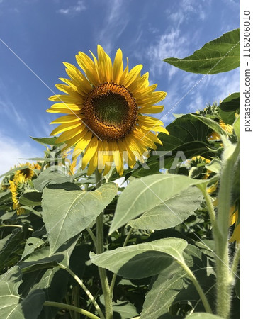A healthy sunflower 116206010