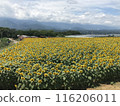 Sunflower field and mountains 116206011