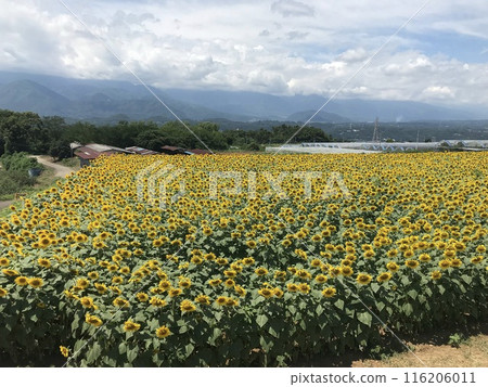 Sunflower field and mountains 116206011