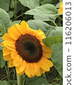 sunflower	 116206013