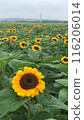 Sunflowers in a cloudy sky 116206014