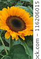 sunflower	 116206015