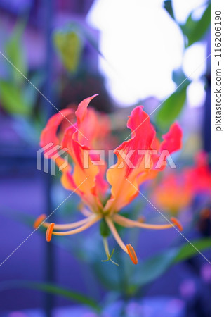 橘色花嘉蘭 橘色花嘉蘭 116206190