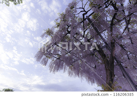 Wisteria flowers in full bloom shining in the blue sky Wisteria flowers in full bloom shining in the blue sky 116206385
