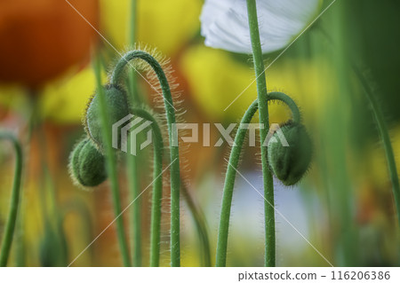 Poppy in full bloom Poppy in full bloom 116206386