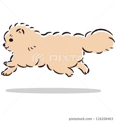 Cute hand drawn illustration of a running pomeranian Cute hand drawn illustration of a running pomeranian 116206463