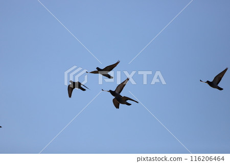 Dove flying in the sky 116206464