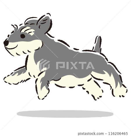 Cute hand drawn illustration of a running miniature schnauzer Cute hand drawn illustration of a running miniature schnauzer 116206465