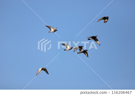 Dove flying in the sky Dove flying in the sky 116206467