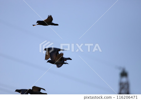 Dove flying in the sky 116206471