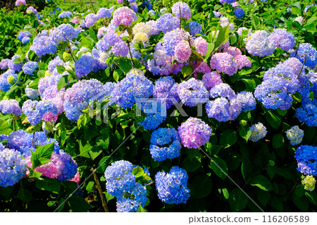 Pink and blue hydrangea Pink and blue hydrangea 116206589