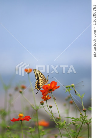 燕尾蝶吸食宇宙花蜜5 116206763