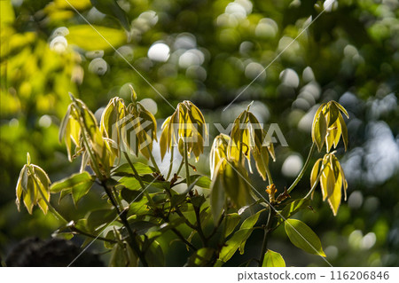 覆蓋著絲質毛髮的 Shirodamo 的弓形花蕾的特寫 116206846