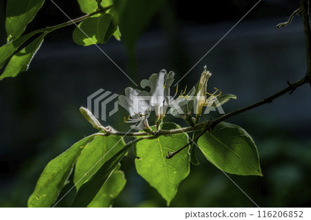 Close-up of the white flowers of the gourd, which actually resembles a gourd 116206852