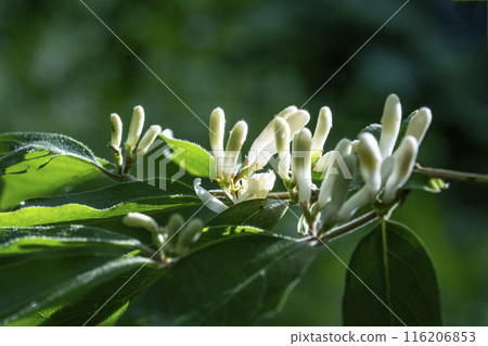 Close-up of the white flowers of the gourd, which actually resembles a gourd 116206853