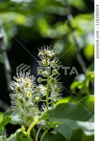 Inuzakura does not resemble cherry blossoms and does not have leaves on its inflorescence branches. 116206854