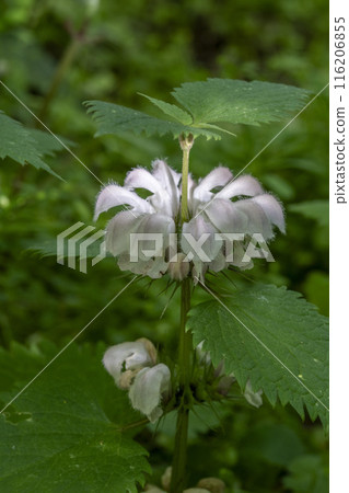 Lamium whose flowers look like dancing girls forming a circle 116206855