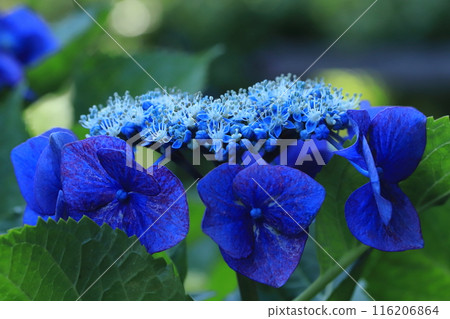 Mai hydrangea flower Mai hydrangea flower 116206864