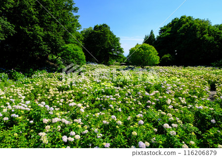 A plaza filled with hydrangeas 116206879