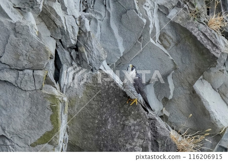 An adult Peregrine Falcon relaxing on a cliff 116206915