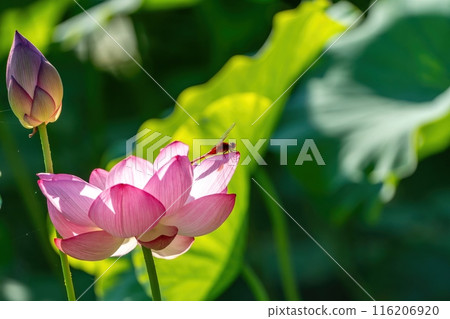 蜻蜓停在盛開的蓮花上 116206920