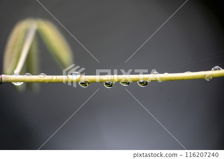 Water droplets lined up in rhythm on the vines of Akebia vines 116207240