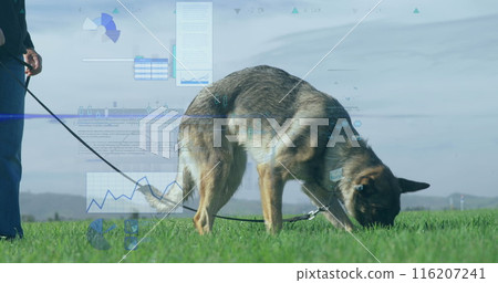 Image of financial data processing over caucasian man with dog in grass Image of financial data processing over caucasian man with dog in grass 116207241