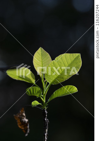 哈格曼樹的嫩葉在秋天變成鮮紅色。 哈格曼樹的嫩葉在秋天變成鮮紅色。 116207244