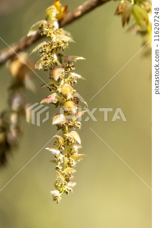 角樹雄花的特寫，其花穗類似四手花（四手花）。 116207248