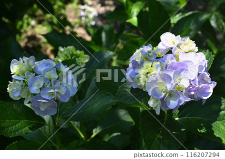 梅薩利娜繡球花 116207294