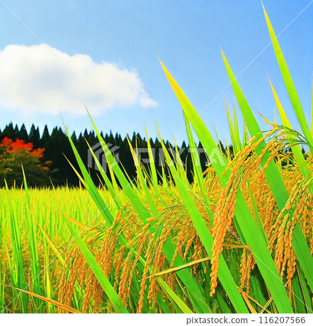 結果的水稻穗 116207566