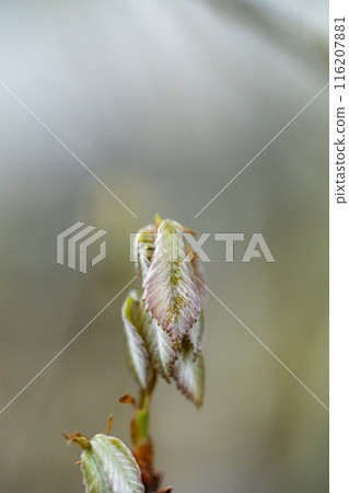 Very soft young leaves covered with hairs - Oak - Close-up 116207881
