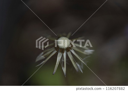 A golf ball-like shell left after the dandelion fluff and pappus have flown away 116207882