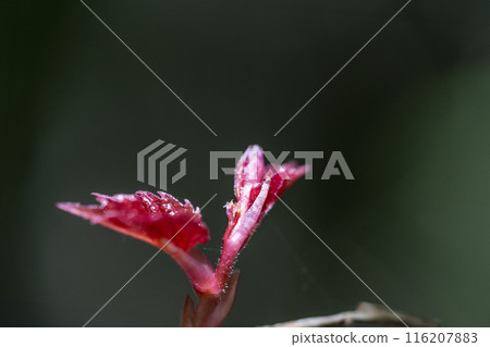 Deep red ivy shoots close-up 116207883