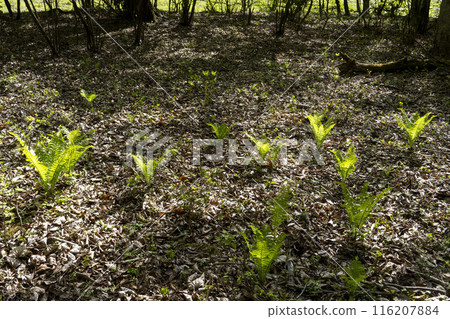 A cycad basking in the sun in a spring forest where new buds have just appeared 116207884