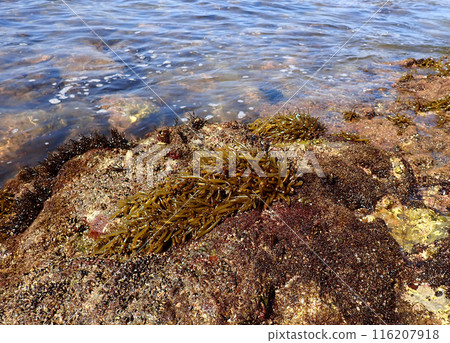 Japanese Kaona 116207918