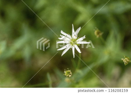 Close-up of a chickweed flower with white petals and scarlet anthers 116208159