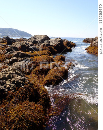 Seaweed Hijiki Seaweed Hijiki 116208470