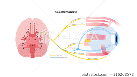 Oculomotor nerve poster Oculomotor nerve poster 116208578
