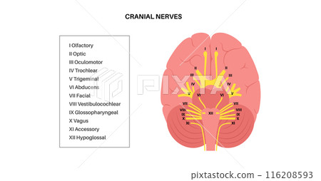 Cranial nerves anatomy Cranial nerves anatomy 116208593