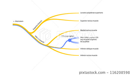 Oculomotor nerve anatomy 116208598