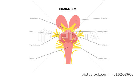 Cranial nerves anatomy 116208603