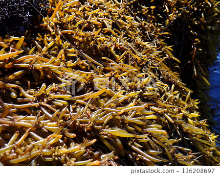 Seaweed Natural Hijiki Seaweed Natural Hijiki 116208697